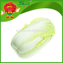 high quality cabbage sour cabbage chinese cabbage